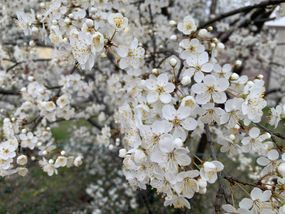A flowering tree in spring