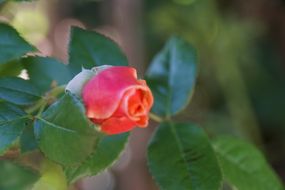 A red rosebud